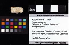 Foto (Objket + Etiketten) von Nodoprosopon sp. 